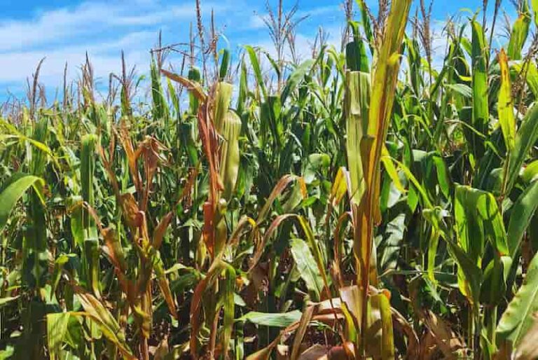 INFORME TÉCNICO: ACHAPARRAMIENTO DEL MAÍZ: Qué hacer con el cereal y cómo aprovecharlo al máximo