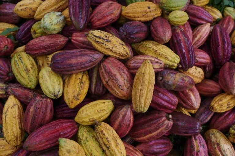 Costa de Marfil podría fijar un precio para el cacao durante 2025-26 superior al de Ghana
