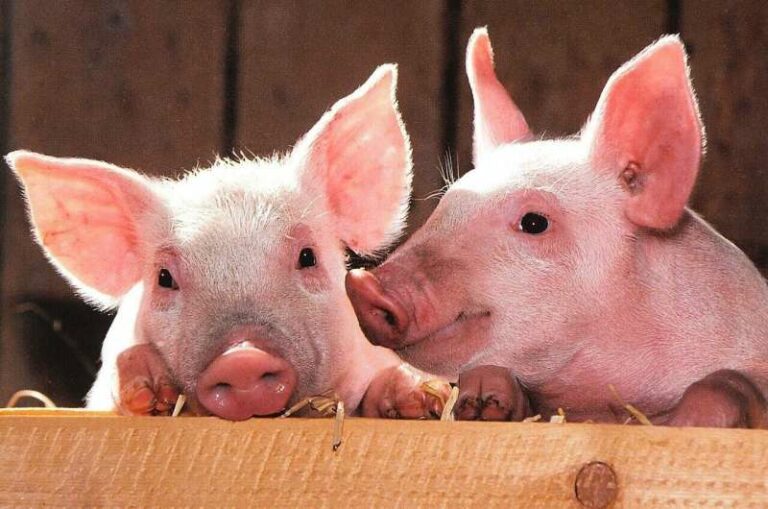 INFORME TÉCNICO:  Un nuevo tipo de probióticos para lechones permitirá sustituir los antibióticos
