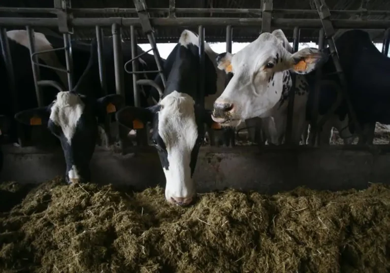 INTERNACIONAL: Estados Unidos estudia la aparición de gripe aviar entre vacas lecheras de diferentes estados