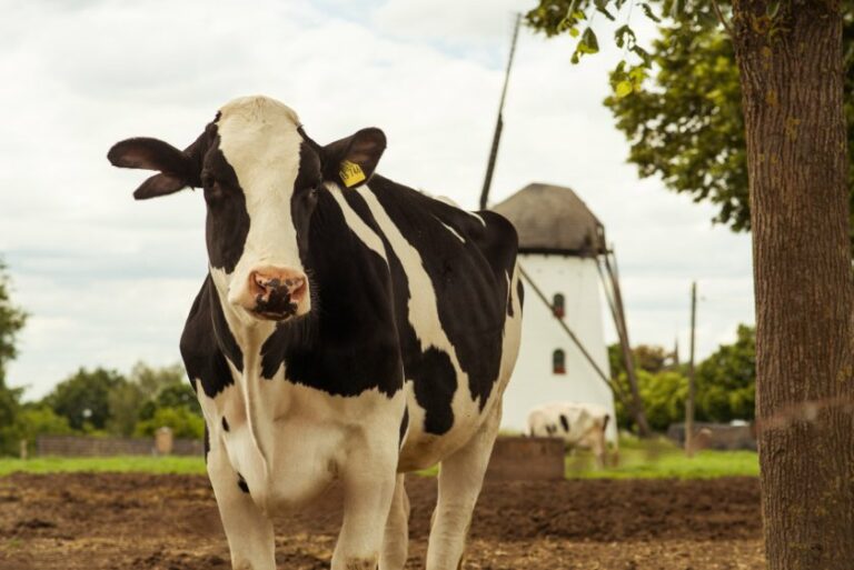 INTERNACIONAL: Los productores lácteos europeos podrían ver caer la producción de leche un 20% para 2035