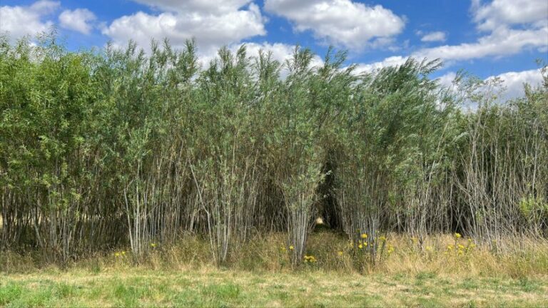 INTERNACIONAL: Estudio explora cultivos como el sauce y el aliso para impulsar la renta agrícola