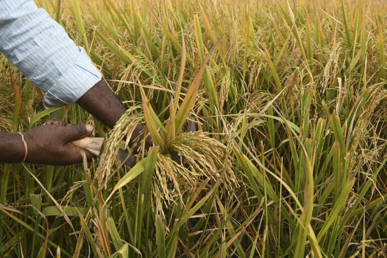 ARGENTINA: Producción de arroz cae pese a buenos rendimientos