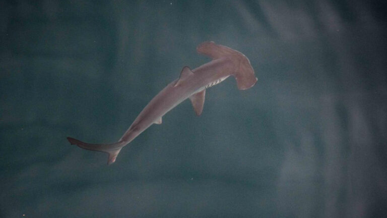 Descubrimiento en Galápagos: Greenpeace revela la primera guardería de tiburones martillo lisos