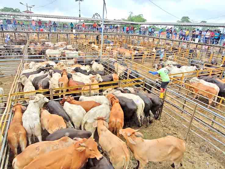 Delincuencia, baja producción y problemas de fertilidad suben el costo del ganado en Santo Domingo