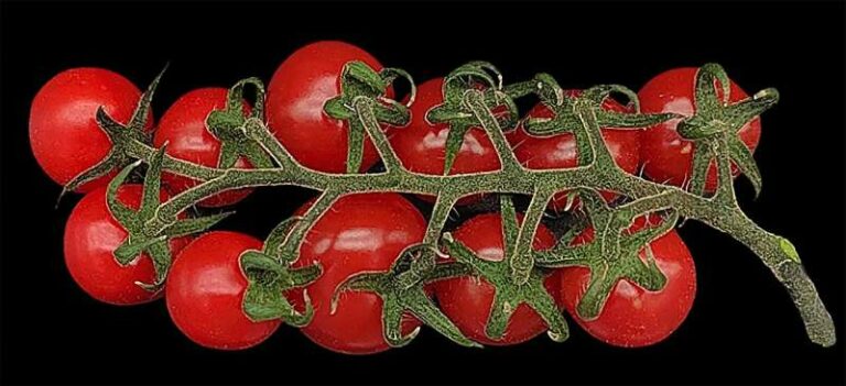 INFORME TÉCNICO: Los investigadores cultivan plantas de tomate que contienen el material genético completo de ambas plantas madre.
