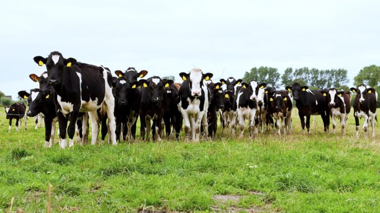 Glacier FarmMedia - Veterinarios y funcionarios de seguridad alimentaria han estado luchando desde finales de marzo para entender el origen y la propagación de la gripe aviar altamente patógena en rebaños lácteos de Estados Unidos en varios estados.