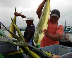 Pesquería de Palangre de Dorado en Ecuador avanza hacia certificación sostenible