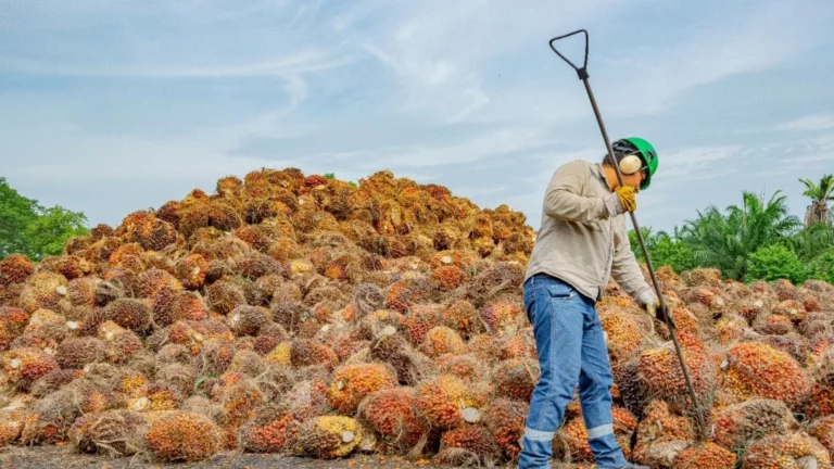 INTERNACIONAL, COLOMBIA: Sindicato socio de Gremca pide apoyo al Gobierno para afrontar pudrición del cogollo