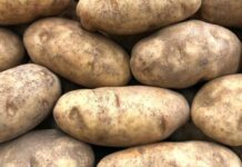 Optimización del almacenamiento de papas: estrategias y soluciones para un control eficaz de la brotación