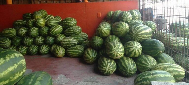 PERU:  Promueven la producción de cultivos alternativos para evitar la propagación del Fusarium