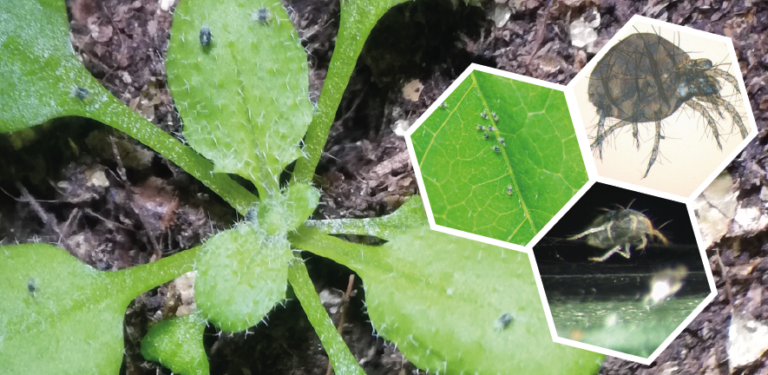 INFORME TÉCNICO: Las plantas utilizan la hormona del estrés de la sequía para bloquear los ácaros de la araña