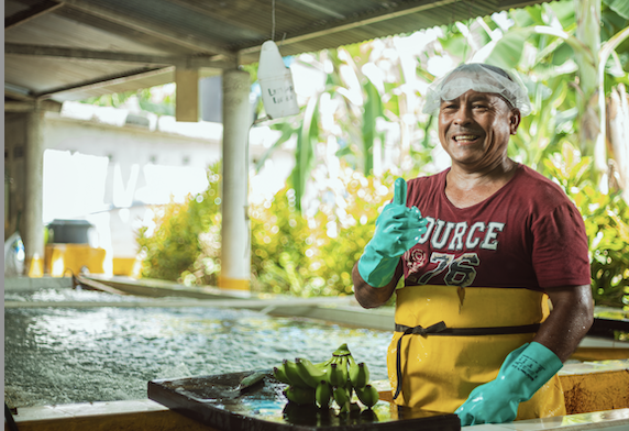 INTERNACIONAL:  Congreso de ASBAMA abordará problemáticas y desafíos del sector bananero en Colombia y el mundo