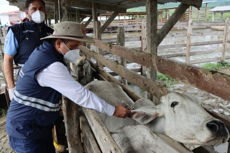 Más de 4,7 millones de animales serán vacunados contra la fiebre aftosa en Ecuador