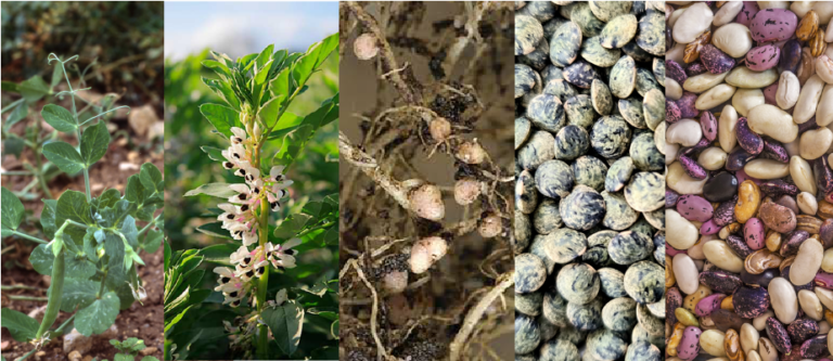 INFORME TÉCNICO: Secretos de pulsos enriquecedores de suelo podrían transformar el futuro de la agricultura sostenible