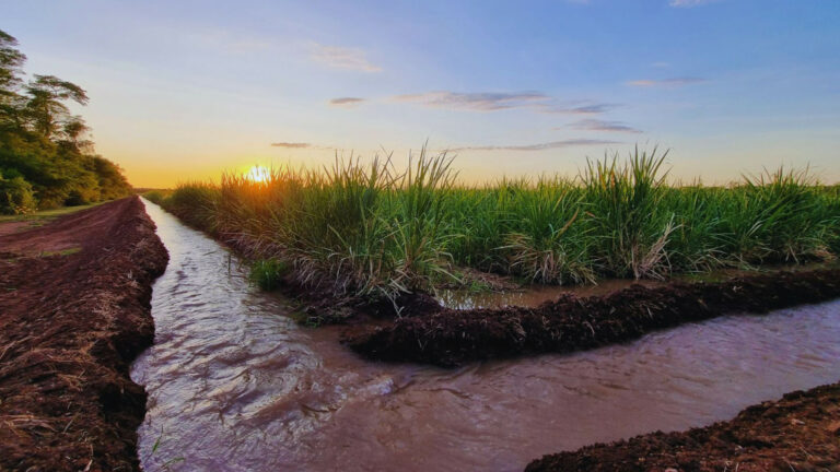 INFORME TÉCNICO: Diseñan estrategias para mejorar el uso del nitrógeno y el agua en caña de azúcar