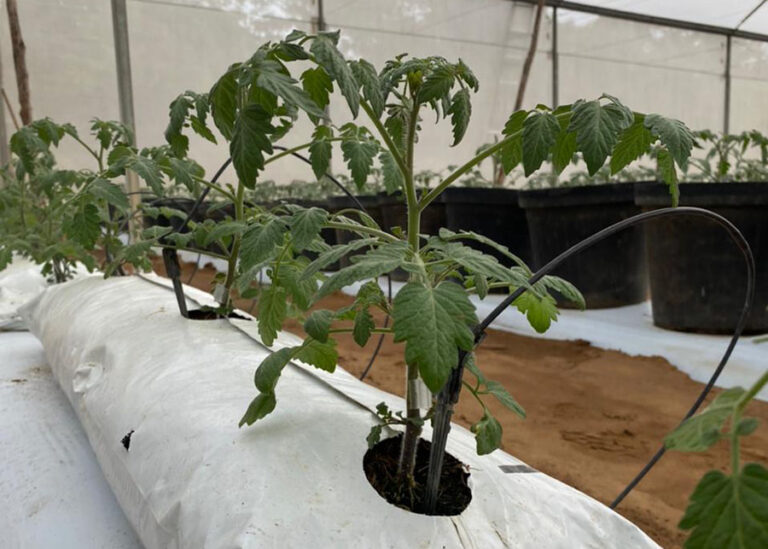 INTERNACIONAL: Investigación desarrolla método para el cultivo de tomates cherry en sustrato de concha de coco
