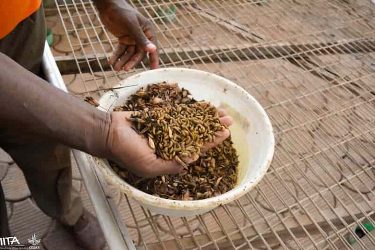 INTERNACIONAL: Cría de gusanos impulsa emprendimientos y ahorra costos agrícolas en Zimbabue