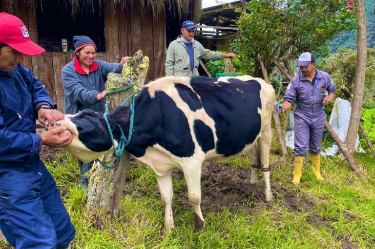 Apoyo  para Productores Ganaderos en Oyacachi tras Desastre Natural