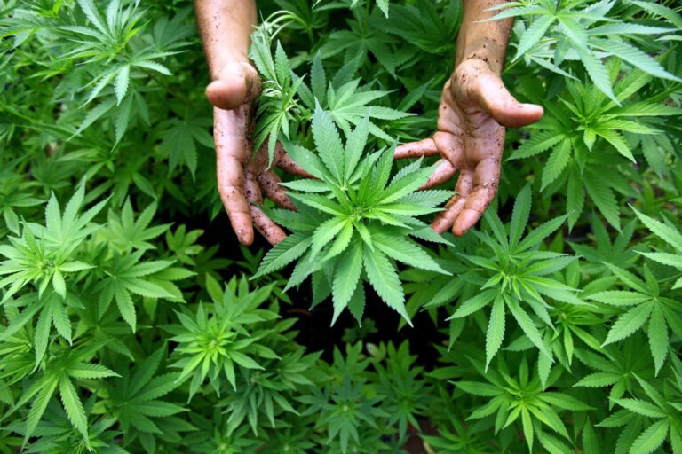 INTERNACIONAL: ¿Qué tipo de luz mejora el rendimiento de un cultivo de Cannabis sativa?