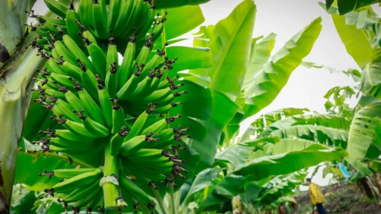 INTERNACIONAL, COLOMBIA: Lanzan un proyecto para la fumigación de cultivos de plátanos con el uso de drones