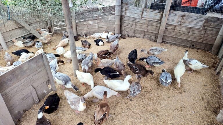 Productores de Charapotó Adoptan Modelo de Cultivo de Arroz con Patos