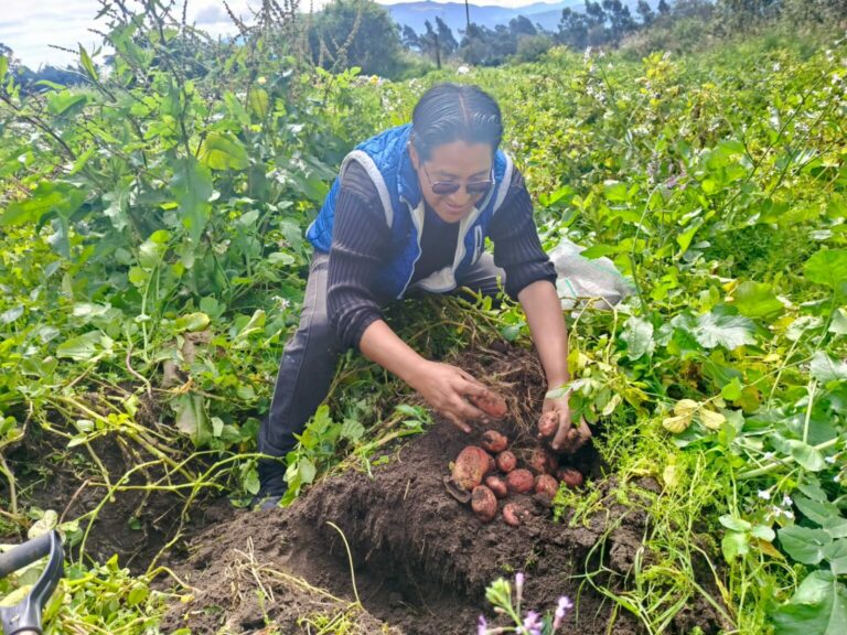 MAG culmina evaluación de producción de papa en Pichincha, informe clave para políticas agrícolas