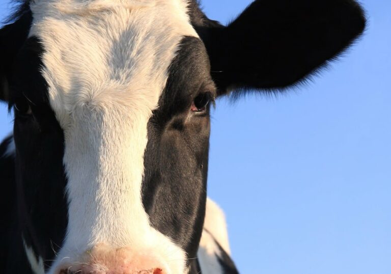 INTERNACIONAL: EE.UU. investigará posible propagación respiratoria de gripe de aves en vacas