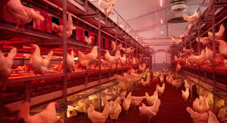 INFORME TÉCNICO: ¿Por qué las gallinas ponedoras en la producción avícola comercial necesitan una luz roja?