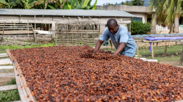 INTERNACIONAL:  Ghana espera que la cosecha de cacao se pueda recuperar en la próxima temporada