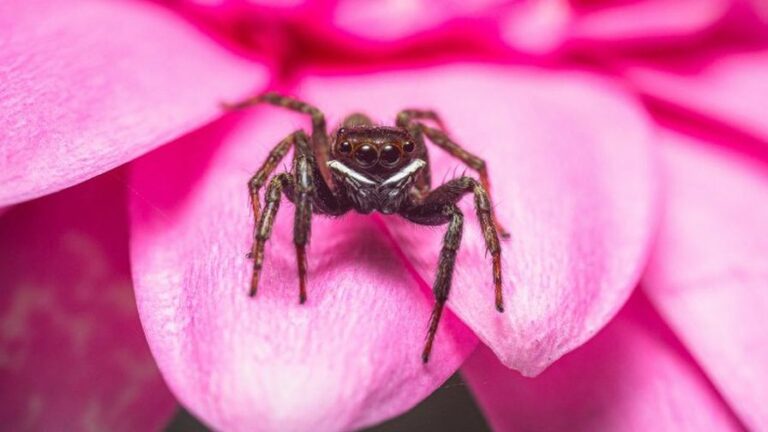INFORME TÉCNICO:  Cómo hacer más eficaces los agentes de control biológico de los enemigos naturales