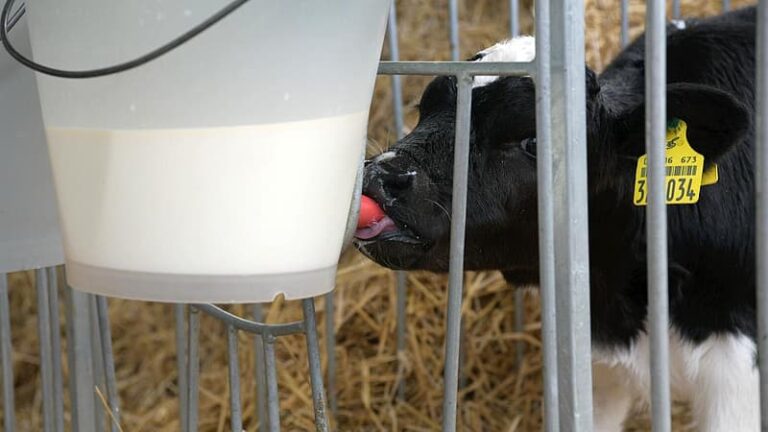 INFORME TÉCNICO: ¿Qué pasa con los terneros de las vacas lecheras?
