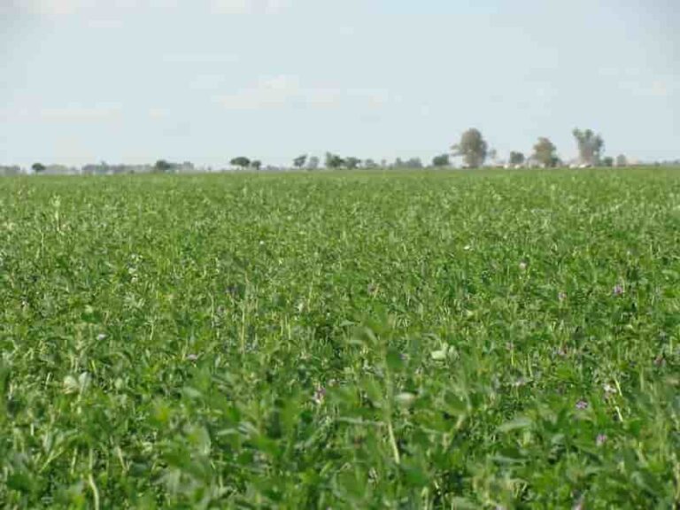 INTERNACIONAL: Investigadores chinos han desarrollado variedades de alfalfa súper resistentes al frío y tecnología de cultivo en frío