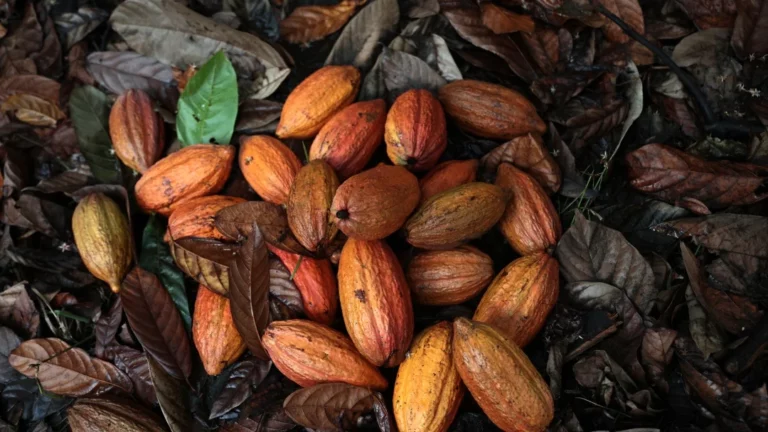 INTERNACIONAL, COLOMBIA:  Descubrieron tres especies provenientes del cacao en el noroccidente del Amazonas