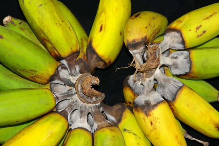INTERNACIONAL: Los plátanos corren el riesgo de extinción,   pero la edición de genes ofrece una solución