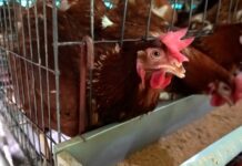 INTERNACIONAL: Mercados mundiales de aves de corral – repuntan -dice el crecimiento del consumo