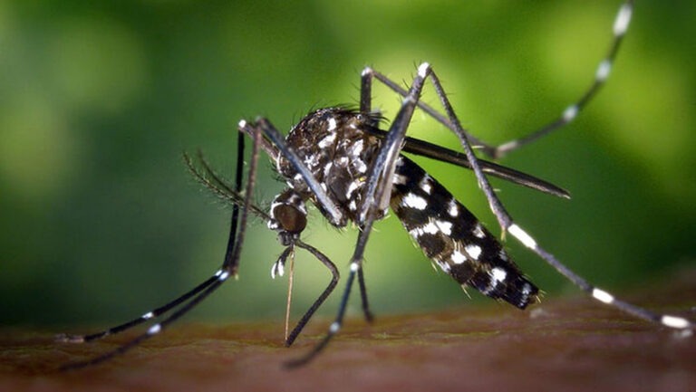 INTERNACIONAL: Bacterias del intestino de “supermosquitos” influirían en su resistencia a los insecticidas