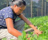 Familias campesinas de Tena diversifican ingresos con cultivo de maní