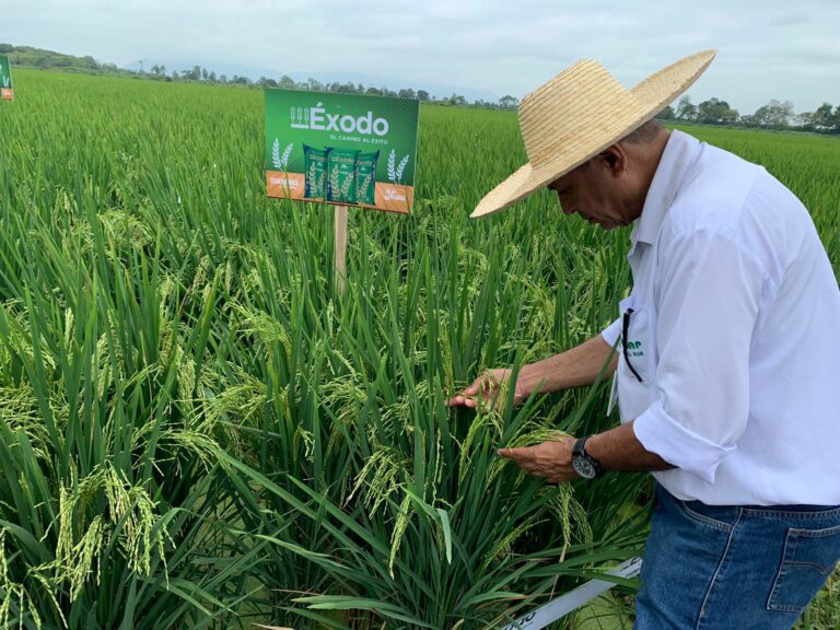 INIAP y ECUAQUIMICA lanzan nueva  variedad de Arroz “ÉXODO” al mercado nacional
