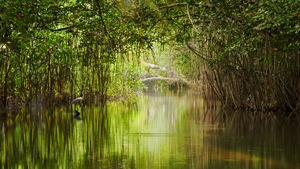 MAATE Obtiene Financiamiento  del Fondo Verde para el Clima para Conservación de Manglares