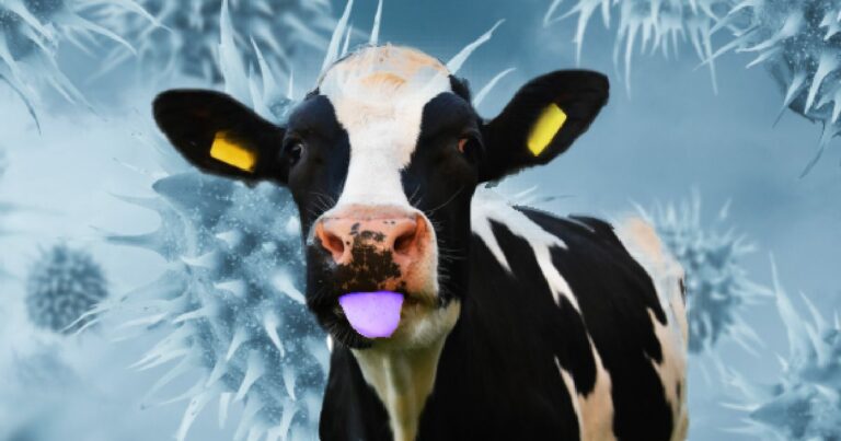 INTERNACIONAL: Desarrollan una “prometedora” vacuna contra el virus de la lengua azul