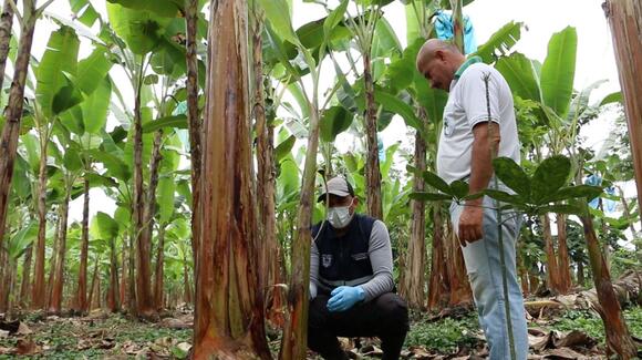 Intensifican vigilancia para detectar brotes de moko en plantaciones de banano en Los Ríos