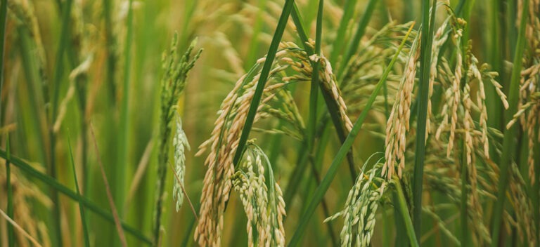 COLOMBIA: Avances y compromisos obtenidos tras la sesión del Consejo Nacional del Arroz