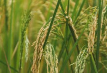 ECUADOR: Productores reportan dificultades en registro para venta directa de arroz