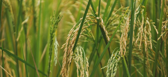Nuevo instructivo regula compra pública de arroz en Ecuador
