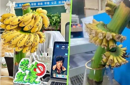 INTERNACIONAL: En China cultivan bananas en la oficina para combatir el estrés laboral