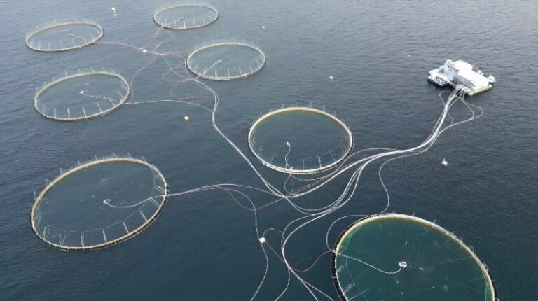 INTERNACIONAL: La muerte del salmón preocupa a la vasta industria piscícola de Noruega