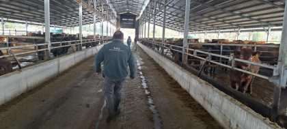 INTERNACIONAL: Habilitan nuevos predios para la exportación de ganado bovino desde Chile a Europa