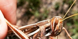 Un método basado en el suelo puede evitar que las plagas de langostas destruyan los cultivos