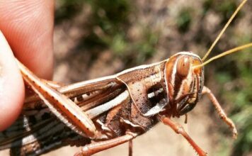 Un método basado en el suelo puede evitar que las plagas de langostas destruyan los cultivos
